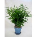 Palm